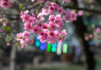 Blossomed branches with a modern touch, bokeh background