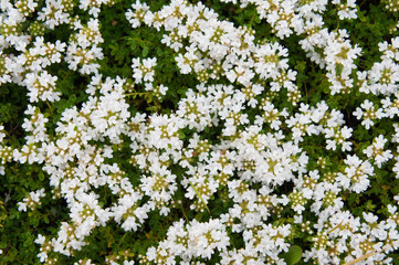 Thymus praecox albiflorus or white moss thyme flowers with green