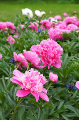 Paeonia lactiflora pink peony flowers in garden