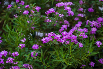 Obraz premium purple flowers in the garden