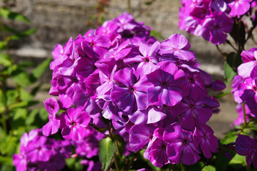 Phlox paniculata or garden phlox purple rred flowers