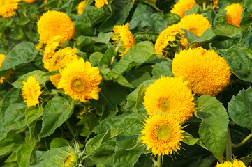 Helianthus annuus or teddy bear yellow sunflower flowers with green leaves 