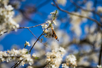 branch of a tree