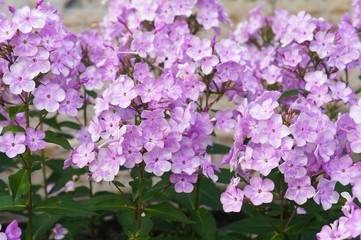 Phlox paniculata or phlox purple flowers in garden