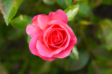 Tea hybrid rose pink flowers
