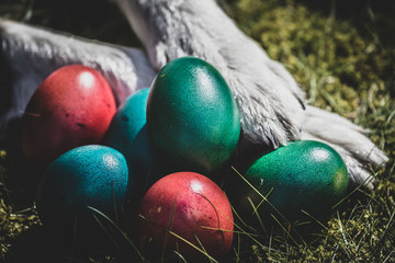 easter eggs And dog paw