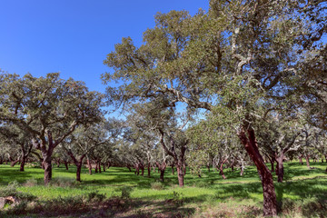 Portuguese cork oak grove (Quercus suber) Alentejo, Portugal