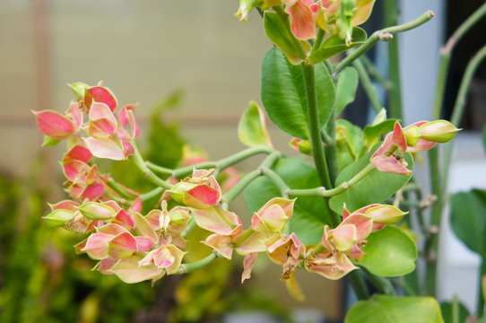 Euphorbia bracteata homotypic or slipper plant