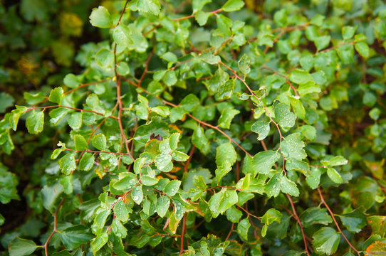 Nothofagus betuloides or magellan's beech green leaves