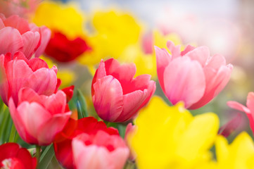 チューリップ　春の花壇