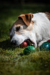 dog with bone © Bartłomiej Kosmatko