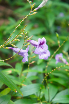 Ruellia brittoniana or mexican petunia purple flower vertcial