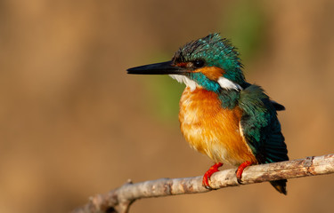Kingfisher, alcedo. A male bird sits on a branch near the nest