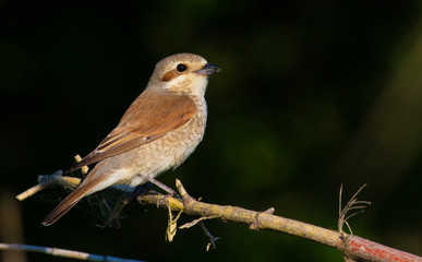 Red-backed shrike, lanius collurio. The bird sits on an old branch. Female close up