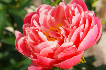 Paeonia lactiflora coral sunset pink peony flowers head 