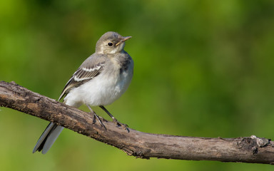 White wagtail, motacilla alba. Young bird basking in the sun sitting on a dry branch