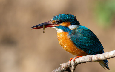 Kingfisher, alcedo. A bird sits on a branch with prey in its beak