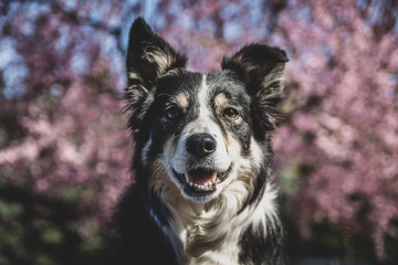 border collie dog