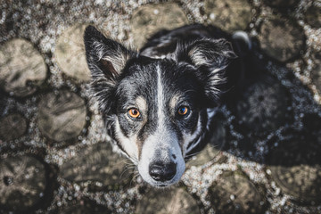 portrait of a dog © Bartłomiej Kosmatko