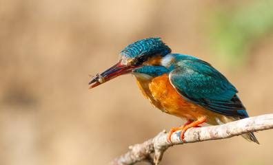 Kingfisher, alcedo. A bird sits on a branch with prey in its beak