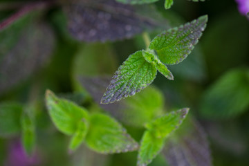 fresh mint leaves