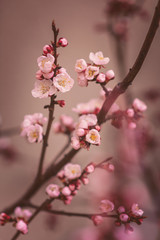 apricot blossom
