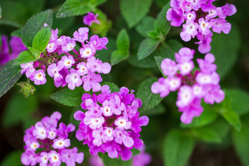Beautiful purple flowers growing outside