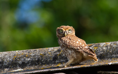 Little owl, athene noctua. A young bird sits on the roof of an old house