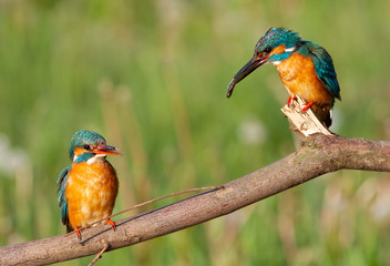 Kingfisher, alcedo. Family, male catches fish for female