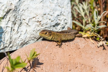 sand lizard relaxing in the sun