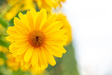 Macro yellow daisy or chrysanthemum flowers head