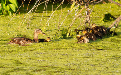 Mallard, wild duck, anas platyrhynchos. A female with chicks swims in a pond