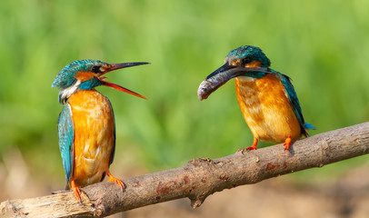 Kingfisher, alcedo. The male brought the fish as a gift to the female
