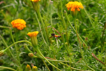 picture of apis dorsata / honey bee flying in spring garden