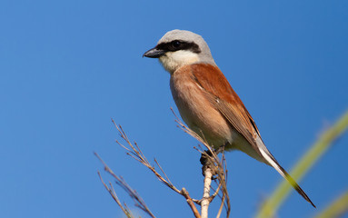 Red-backed shrike, lanius collurio. The bird sits on an old branch. Male close up