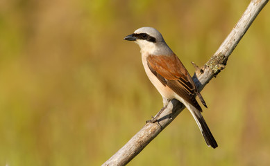 Red-backed shrike, lanius collurio. The bird sits on an old branch. Male close up