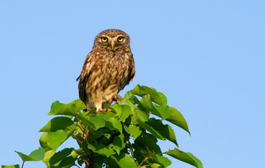 Little owl, athene noctua. Adult bird sits on top of a young tree.