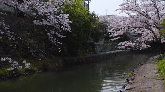Spring in old Japan moat, Omihachiman-bori in Shiga Prefecture pan shot