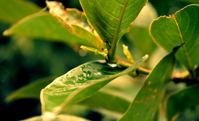 A Beautiful leaf drenched in rain