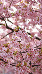 pink cherry blossom