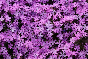芝桜　花模様　かわいい