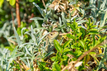 Obraz premium sand lizard relaxing in the sun