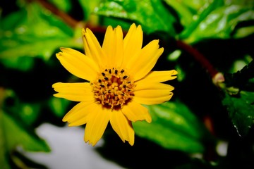 Close up a flower. Jacobaea vulgaris , ragwort, common ragwort , stinking willie, tansy ragwort, benweed.