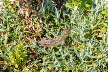 sand lizard relaxing in the sun