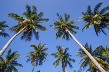 Naklejka na ściany i meble Low Angle View Of Coconut Palm Trees Against Clear Blue Sky