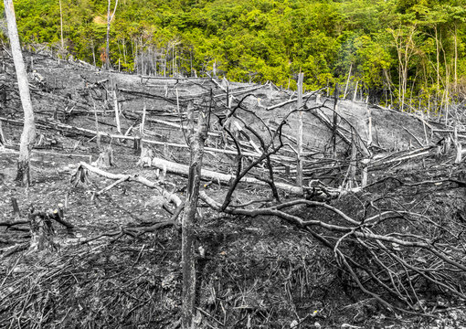 Scene Of Burned Forest Area Slash And Burn Practice To Start Palm Oil Or Rubber Plantation In Aceh, Sumatra, Indonesia