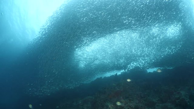 sardine run moal boal philippines underwater fish school with sun rays and beams