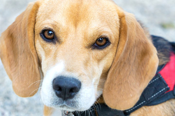 Close up portrait of a Beagle purebred dog