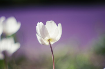 White delicate flower on a purple background
