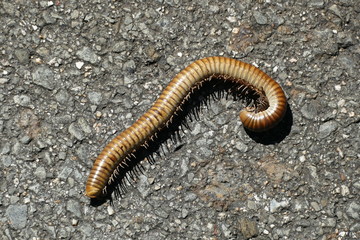 Big worm in Thailand